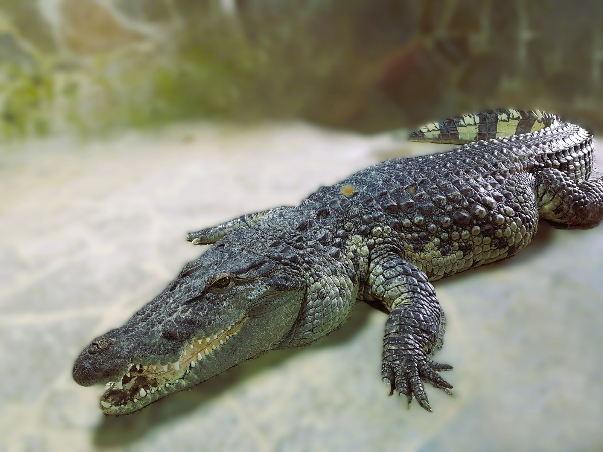 Historie antikoncepce: od krokodýlího trusu po antikoncepční pilulku