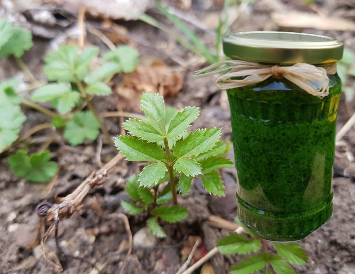 Vitamínová bomba z nejobávanějšího "plevele" všech zahradníků