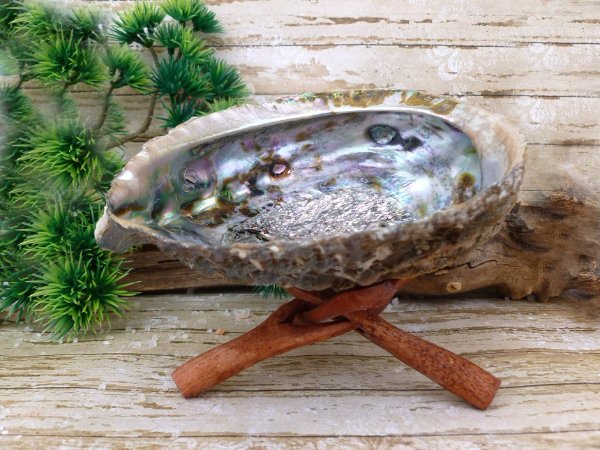 mušle Abalone se dřevěným stojánkem