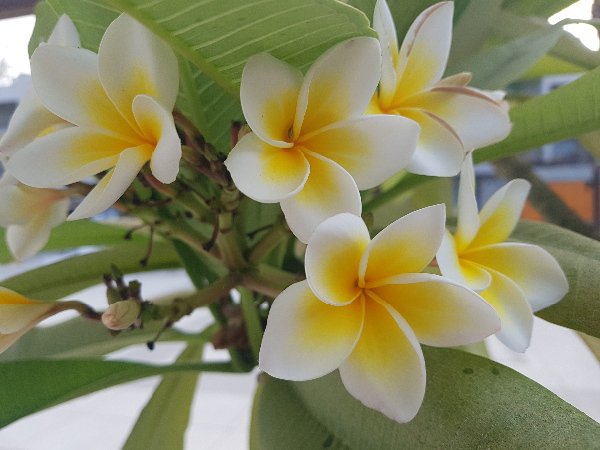 Frangipani Plumeria alba oil