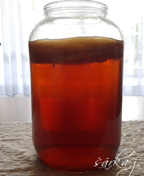 KOMBUCHA - startovací sada