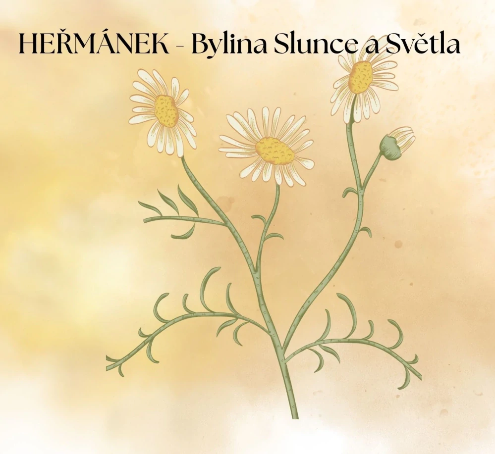 Heřmánek bylina Slunce a Světla