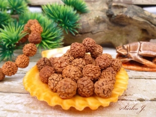 Rudraksha, rudrakša - přírodní korálek