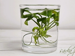 Anubias vodní akvarijní rostlina