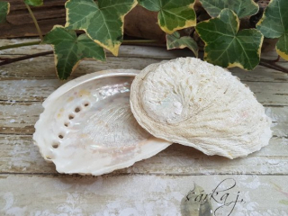 Abalone mušle